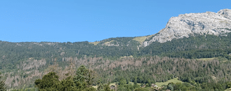 Crise-scolytes-sur-epicea_large